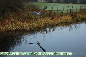  can2 2011 Rushall canal 20th November heron