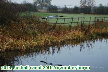  can2 2011 Rushall canal 20th November heron