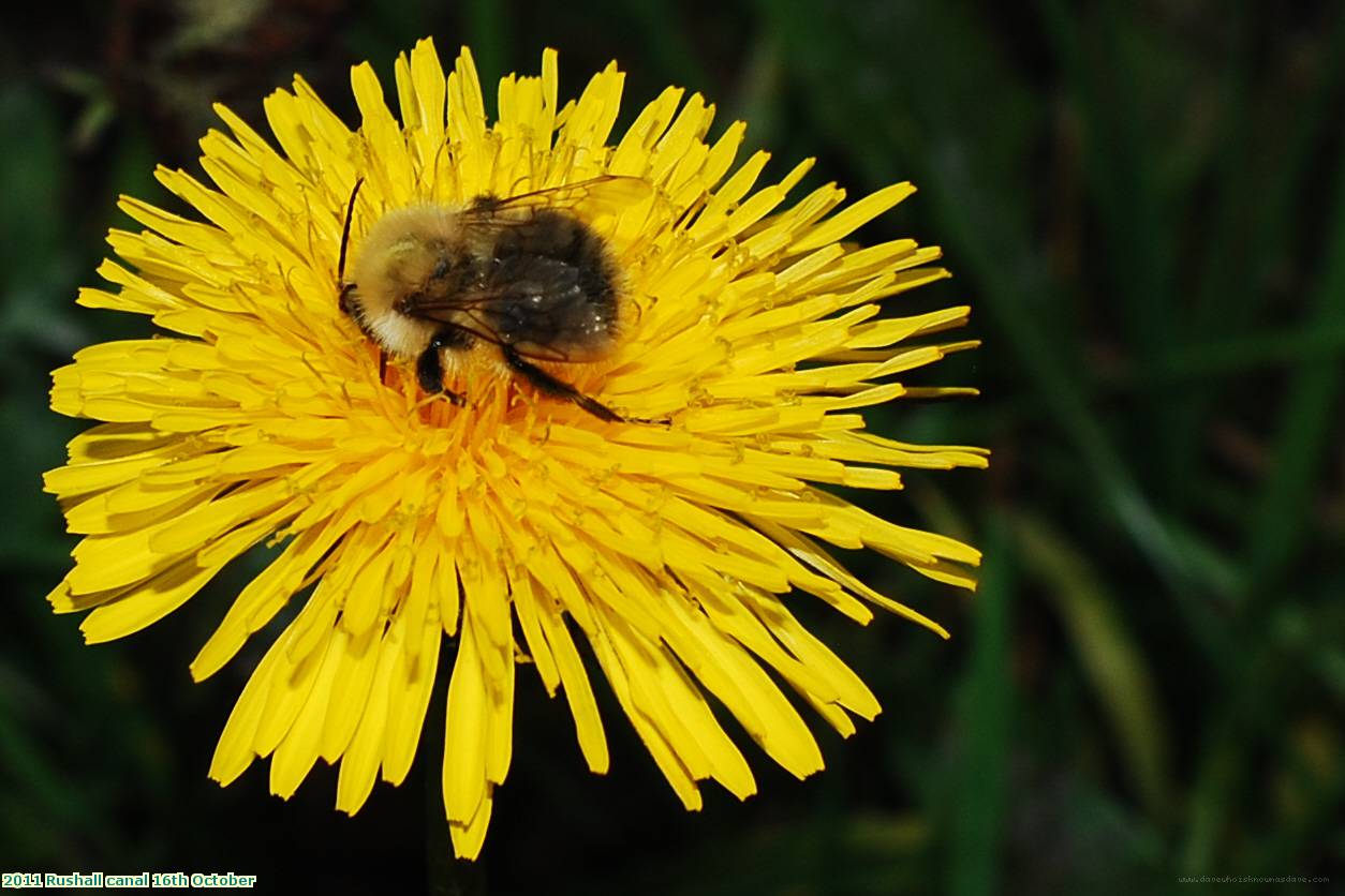 2011 Rushall canal 16th October