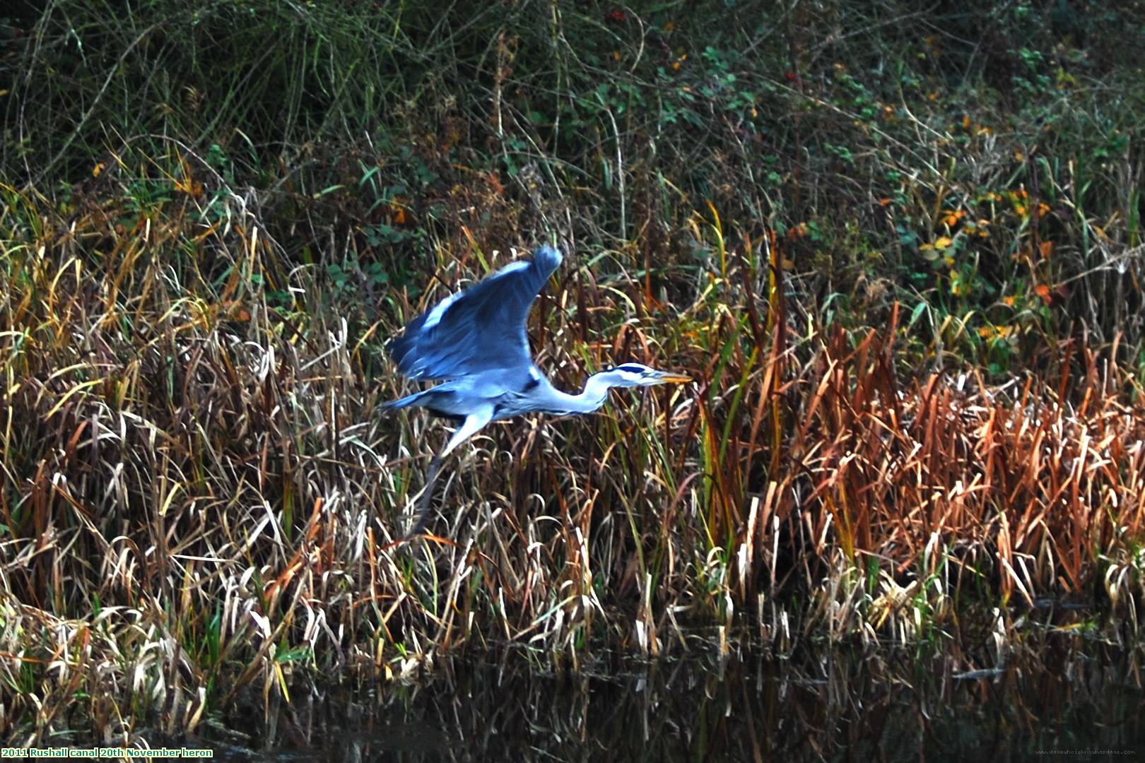 2011 Rushall canal 20th November heron