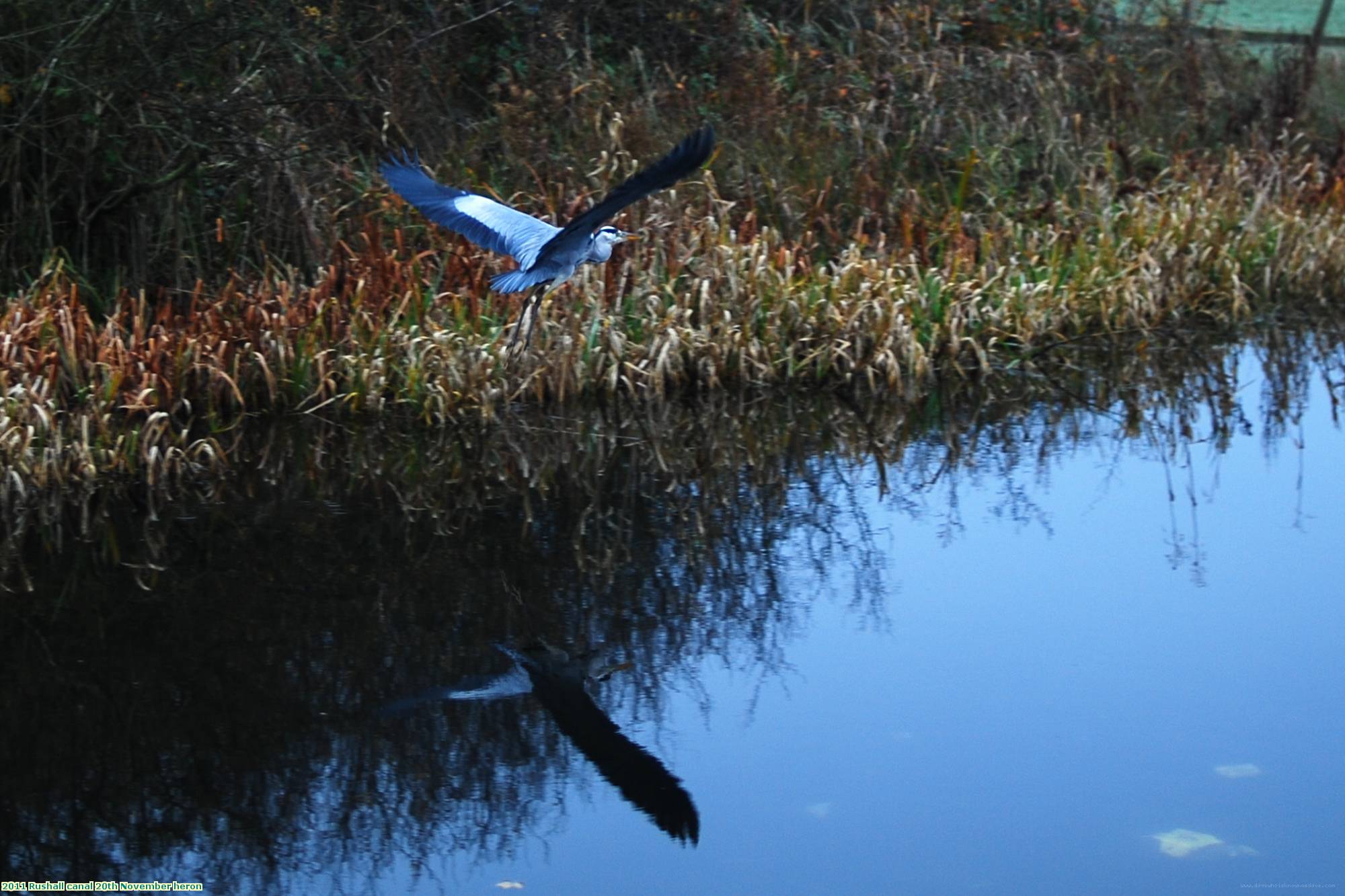 2011 Rushall canal 20th November heron