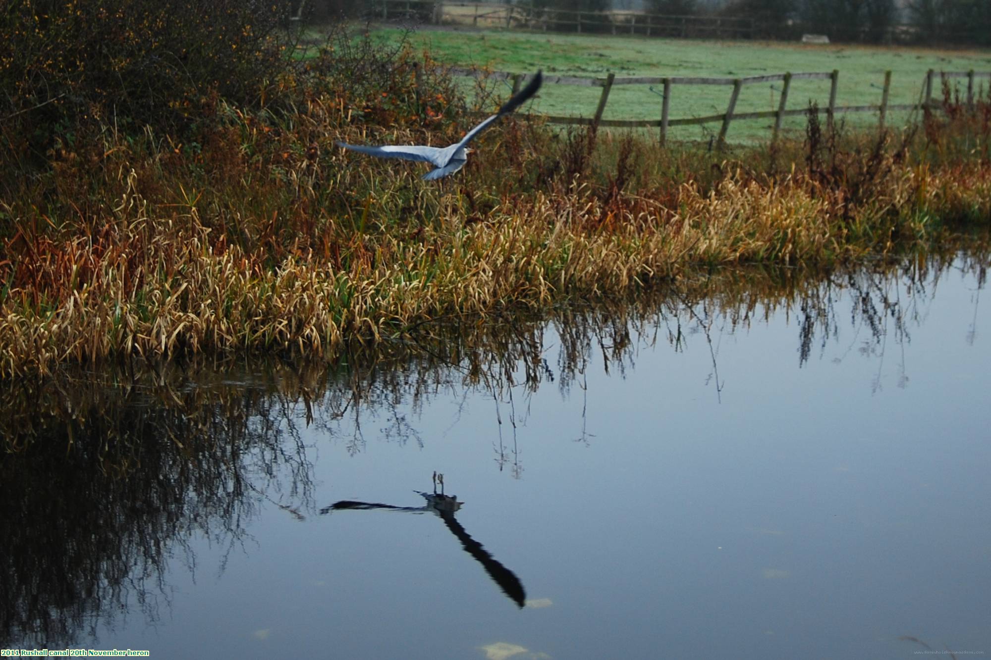 2011 Rushall canal 20th November heron