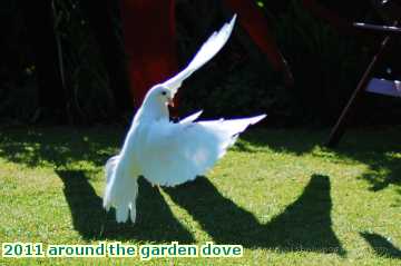  gard 2011 around the garden dove