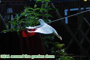  gard 2011 around the garden dove