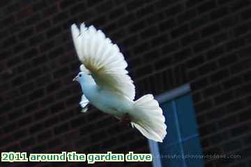  gard 2011 around the garden dove