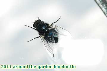  gard 2011 around the garden bluebottle