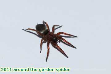  gard 2011 around the garden spider