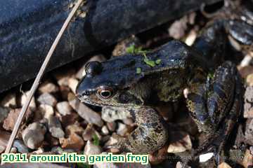  gard 2011 around the garden frog