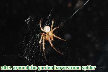  gard 2011 around the garden harvestman spider