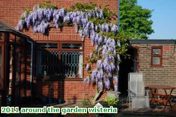  gard 2011 around the garden wisteria