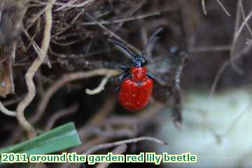  gard 2011 around the garden red lily beetle