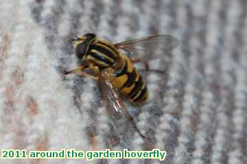  gard 2011 around the garden hoverfly