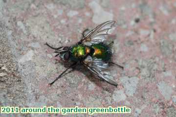  gard 2011 around the garden greenbottle