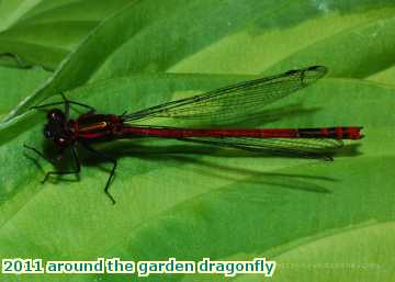  gard 2011 around the garden dragonfly