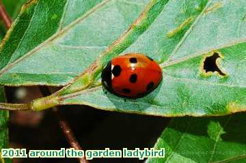  gard 2011 around the garden ladybird