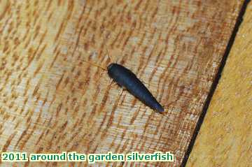  gard 2011 around the garden silverfish