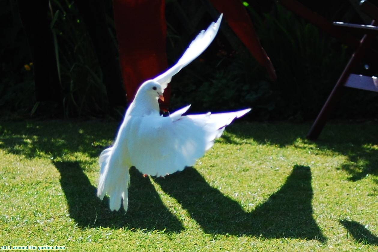 2011 around the garden dove