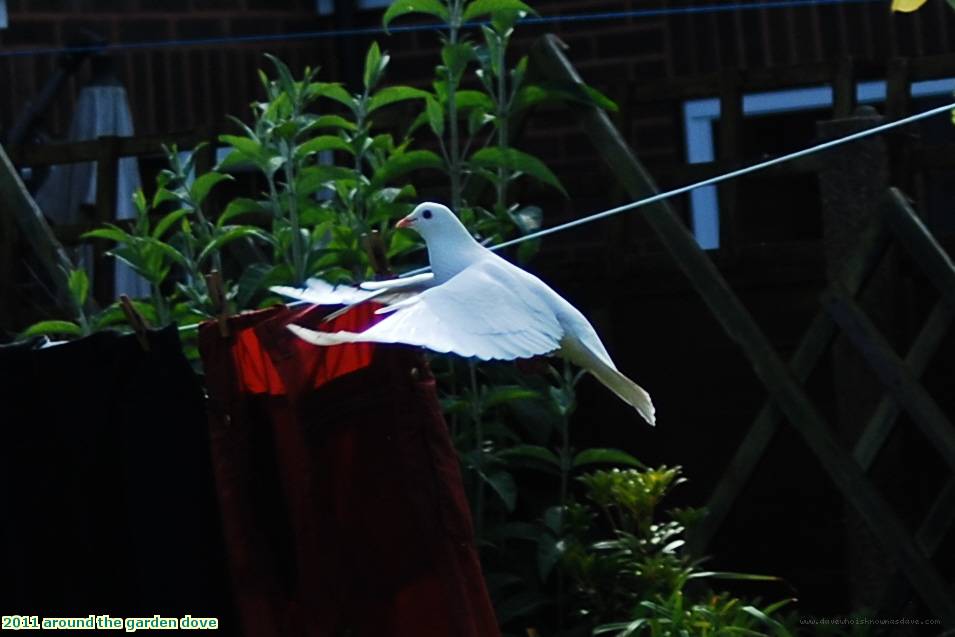 2011 around the garden dove