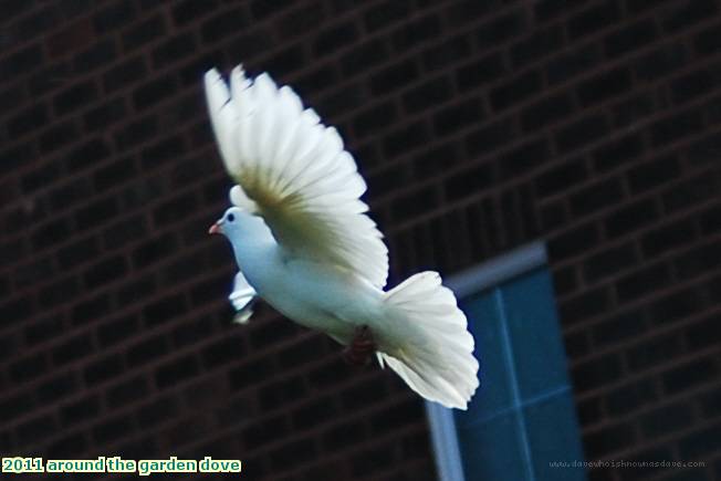 2011 around the garden dove