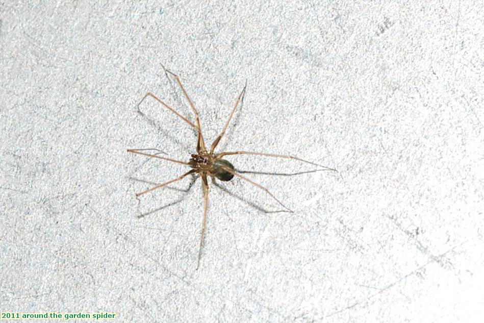 2011 around the garden spider