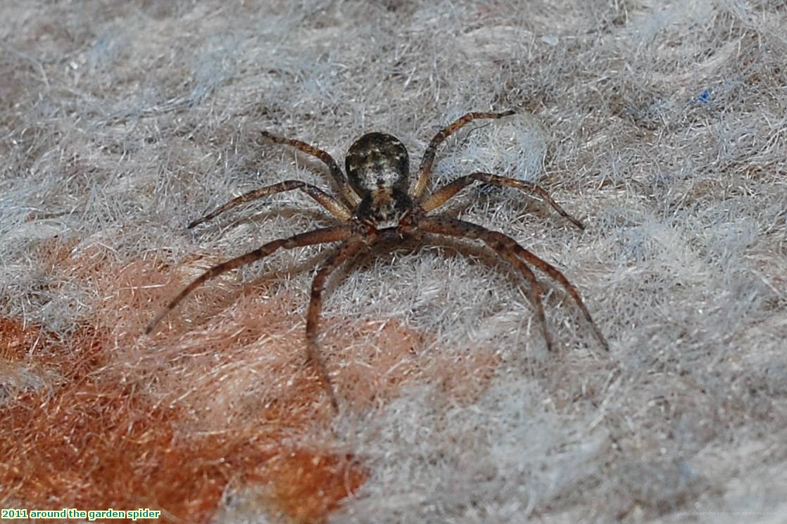 2011 around the garden spider