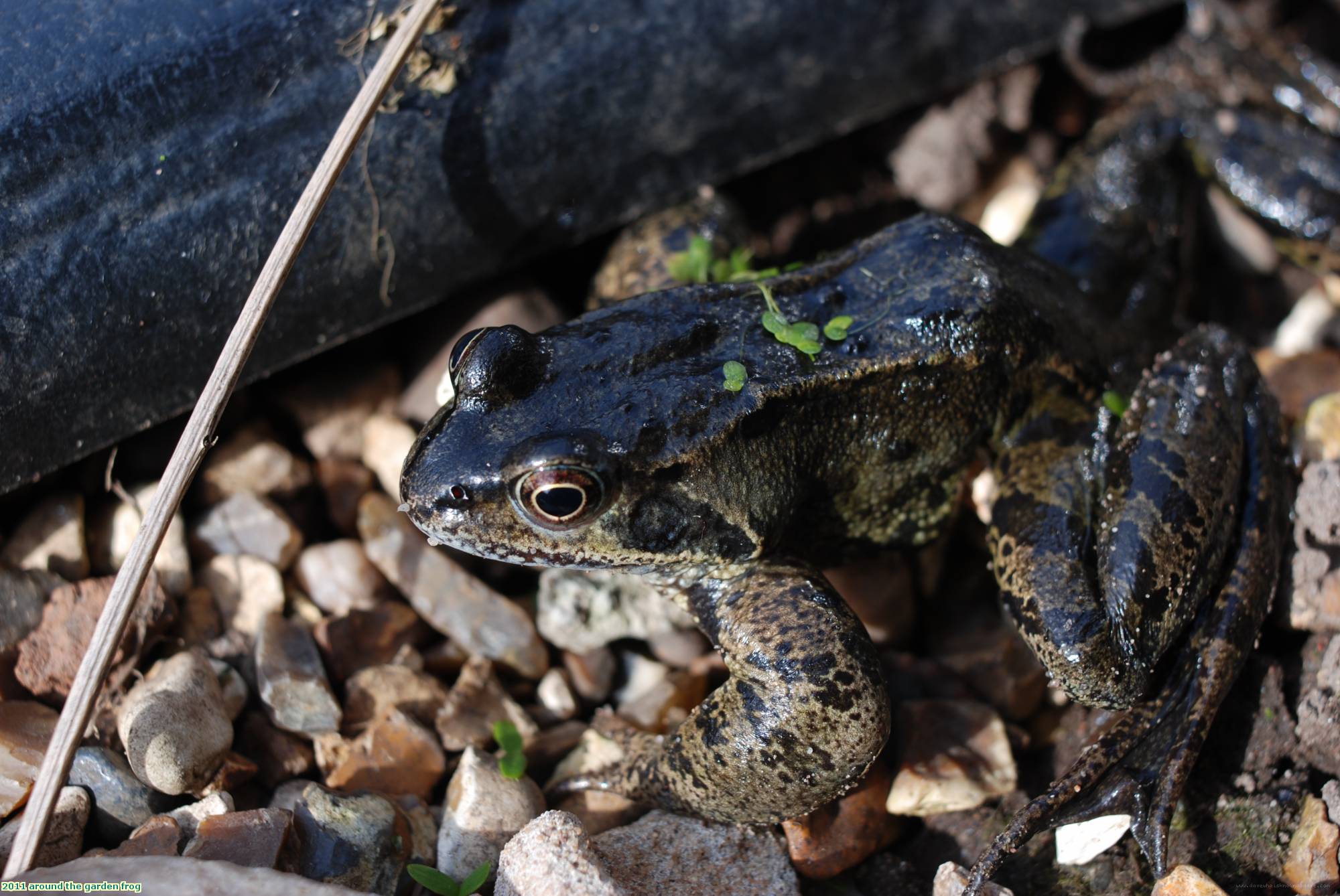 2011 around the garden frog