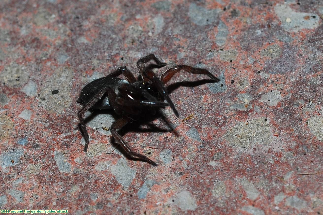 2011 around the garden spider attack