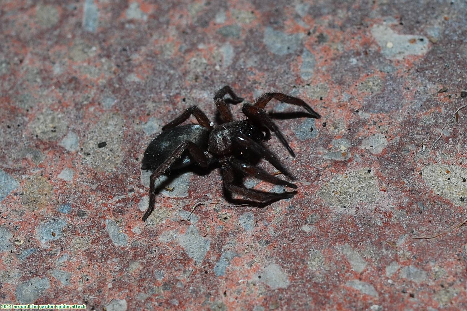 2011 around the garden spider attack