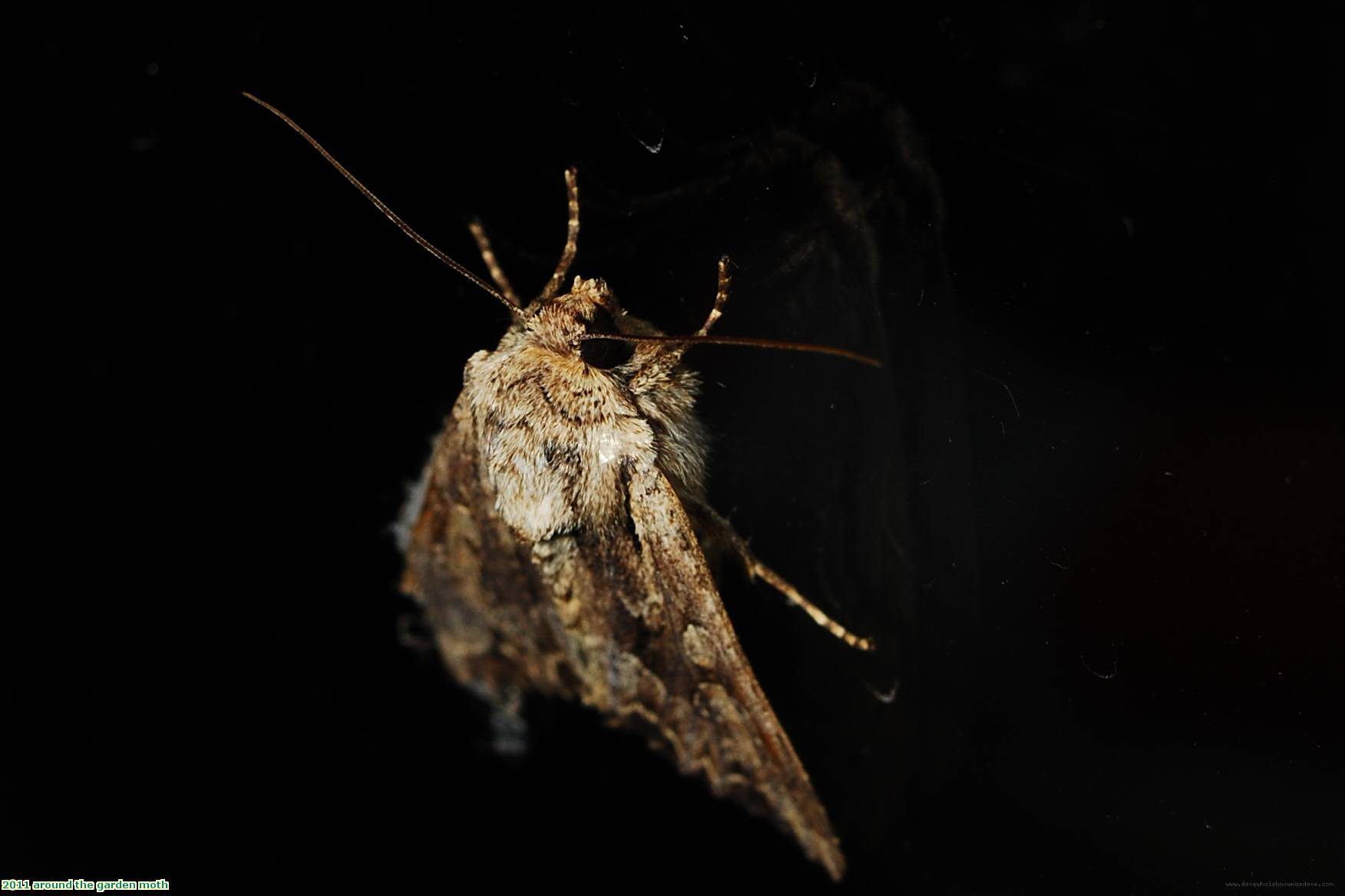 2011 around the garden moth