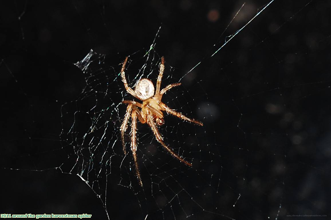 2011 around the garden harvestman spider