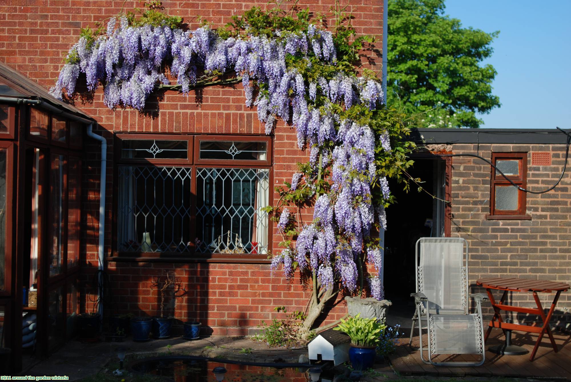 2011 around the garden wisteria