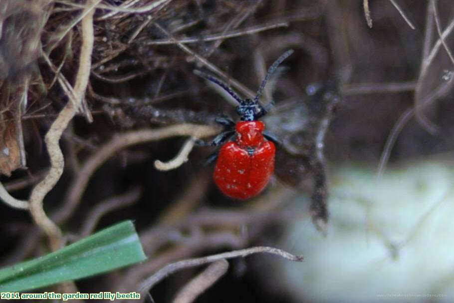 2011 around the garden red lily beetle