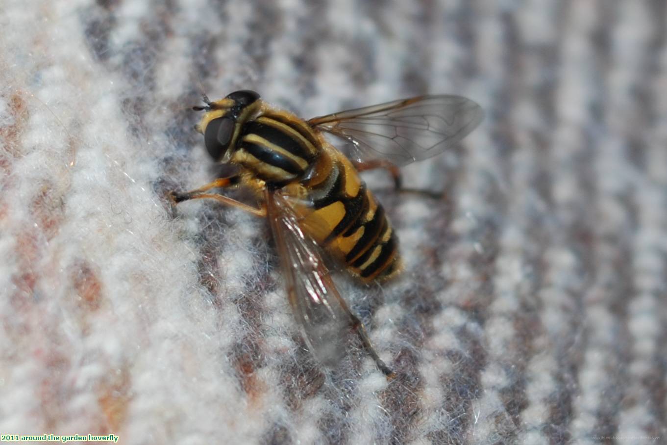 2011 around the garden hoverfly