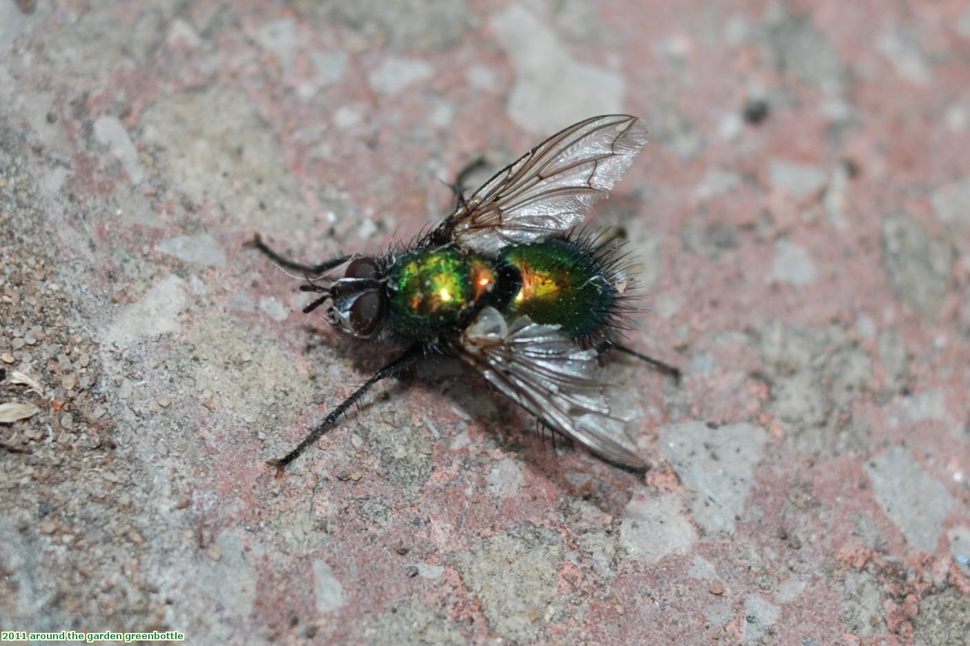 2011 around the garden greenbottle