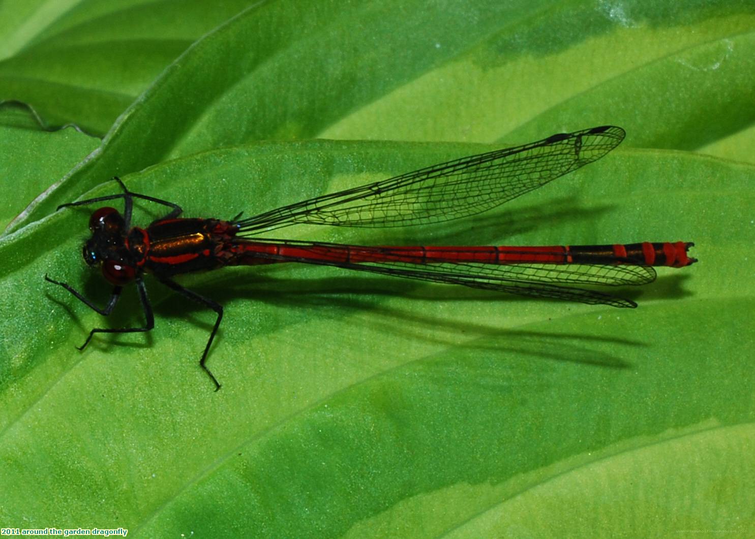 2011 around the garden dragonfly