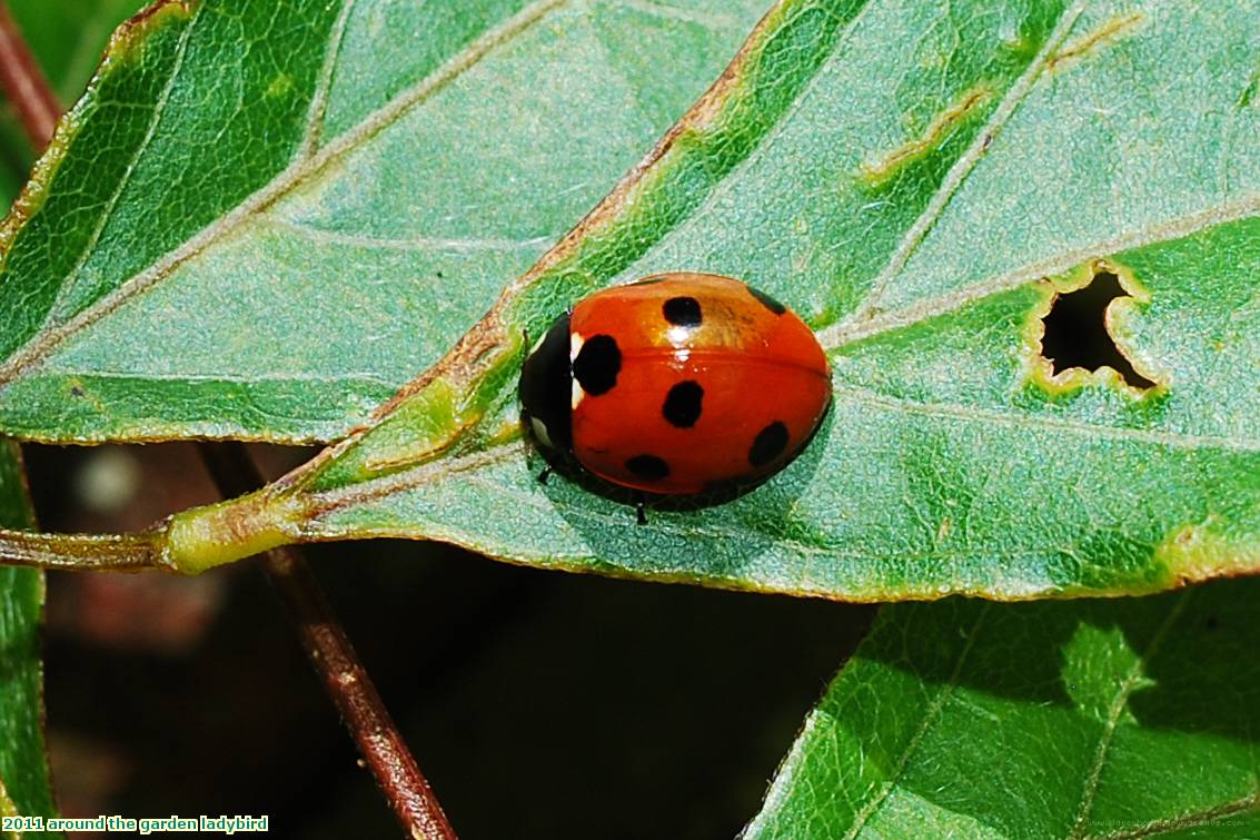 2011 around the garden ladybird