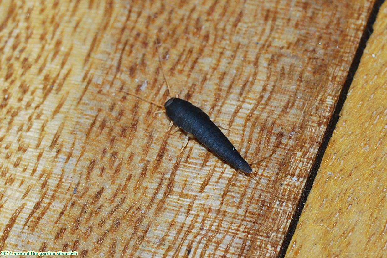 2011 around the garden silverfish