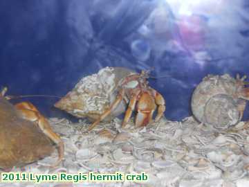  lyme 2011 Lyme Regis hermit crab