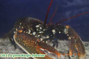  lyme 2011 Lyme Regis lobster