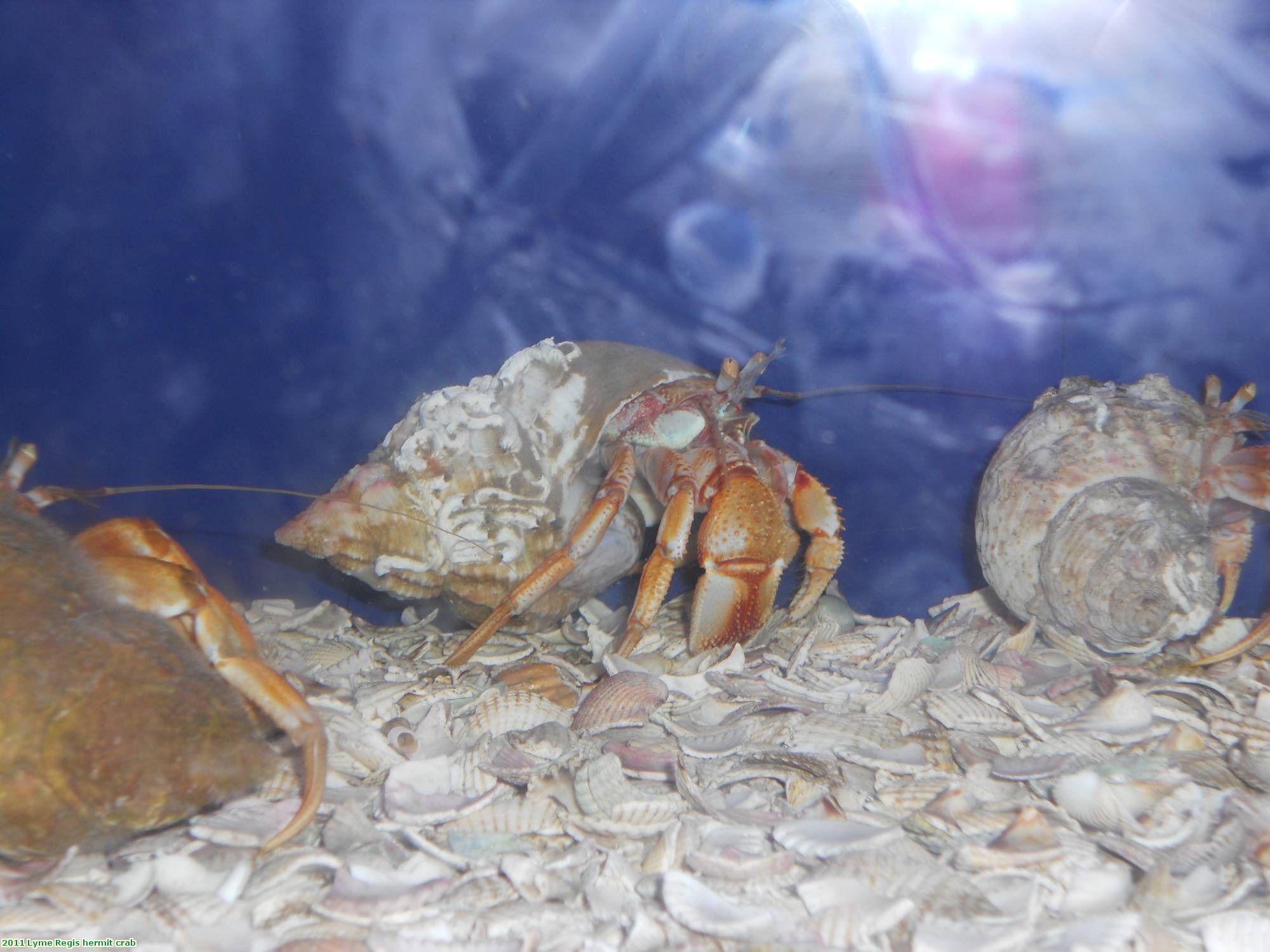 2011 Lyme Regis hermit crab