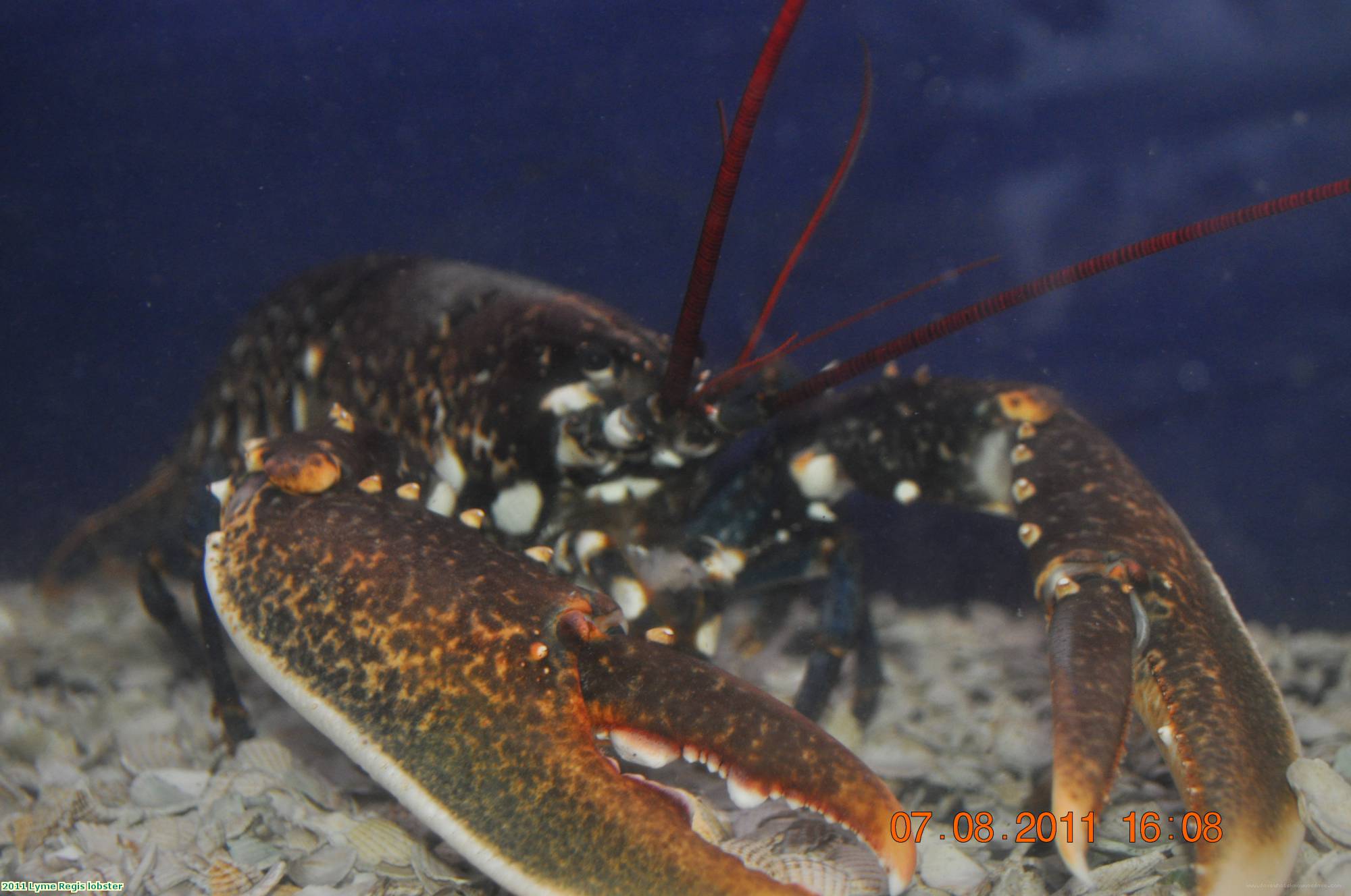 2011 Lyme Regis lobster