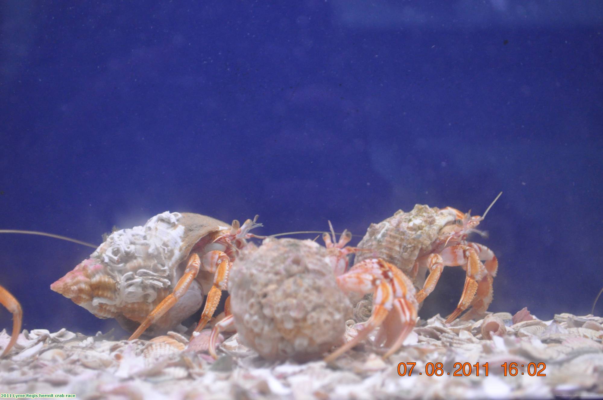 2011 Lyme Regis hermit crab race