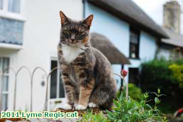  lyme2 2011 Lyme Regis cat