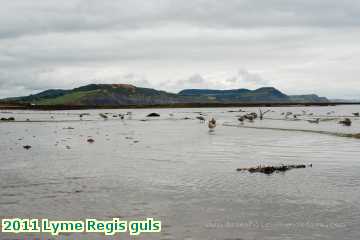  lyme2 2011 Lyme Regis guls