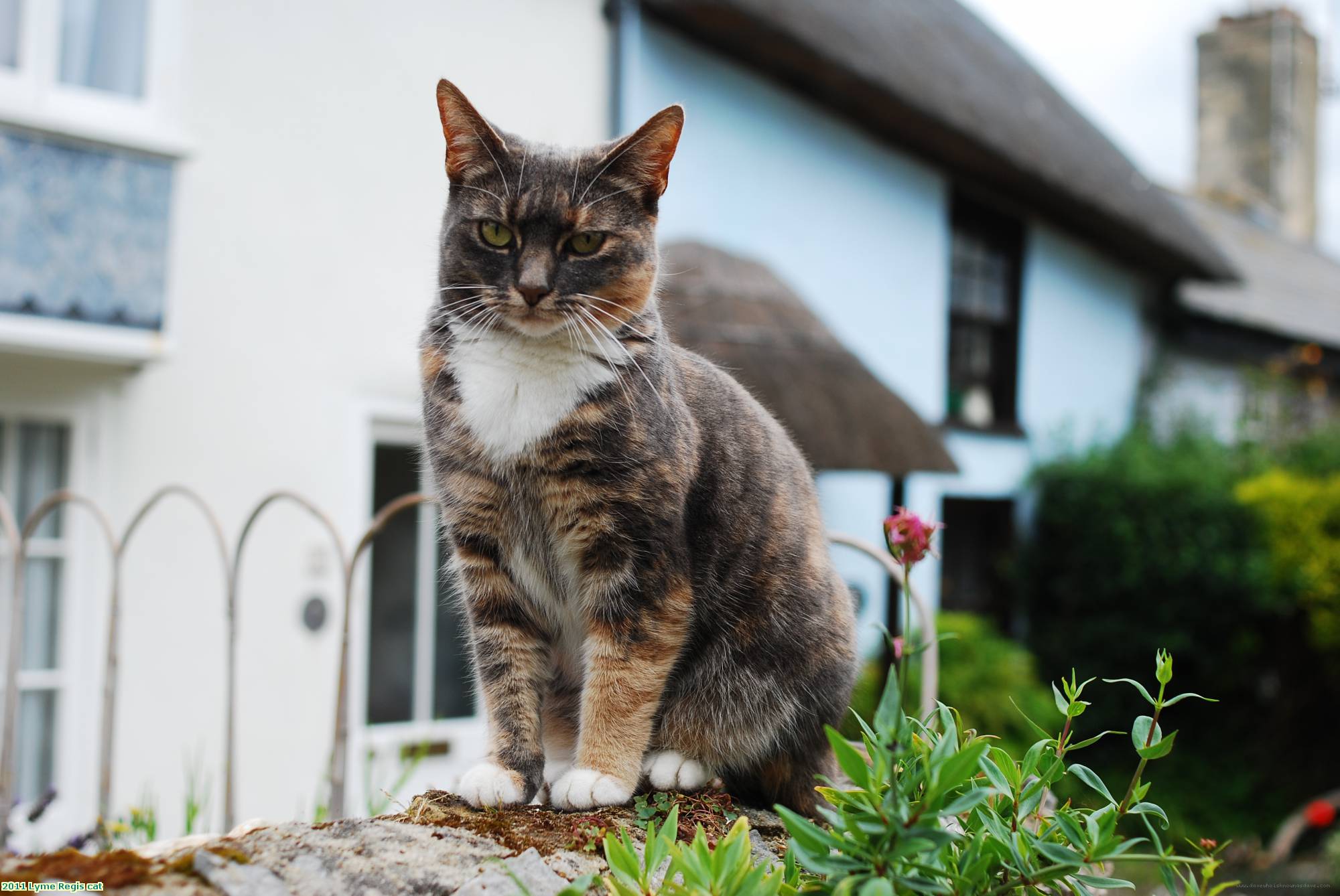 2011 Lyme Regis cat