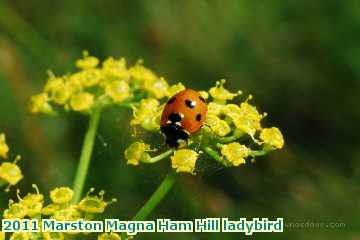  mars 2011 Marston Magna Ham Hill ladybird