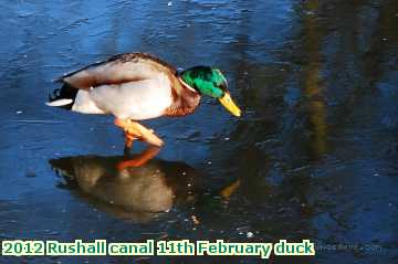  can 2012 Rushall canal 11th February duck