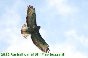  can 2012 Rushall canal 6th May buzzard