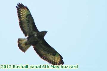  can 2012 Rushall canal 6th May buzzard