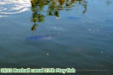  can 2012 Rushall canal 27th May fish